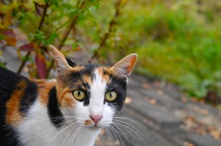 DSC_2500