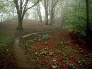 P5284783